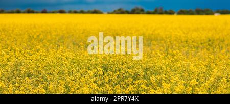 Blüte Der Canola Colza Gelbe Blumen. Raps, Ölsaatfeld Wiese. Panorama. Stockfoto