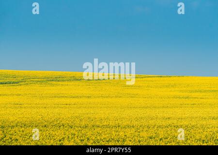 Ländliche Landschaft Mit Blüte Der Canola Colza Gelbe Blumen. Raps, Ölsaatfeld Wiese Stockfoto