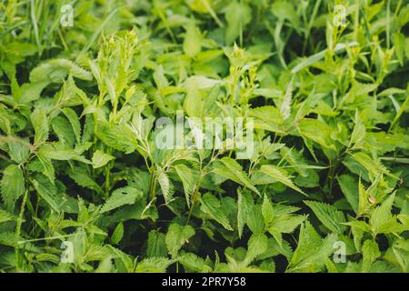 Zweige Der Wildpflanzenschar - Brennnessel - Urtica Dioica Im Sommer Frühling Wiese. Nahaufnahme Stockfoto