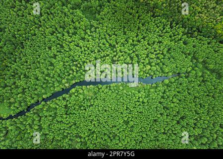 Erhöhter Blick Auf Green Small Moor Marsh Swamp River Wetland Und Green Forest Landschaft Im Sommer Tag. Einstellung. Wald in Vogelperspektive Stockfoto