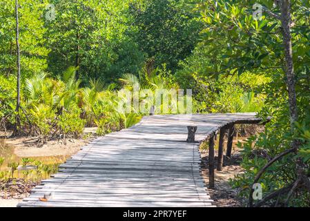 Machen Sie einen Spaziergang durch die Mangroven der Insel Ko Phayam Stockfoto