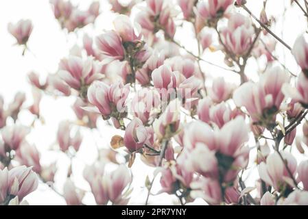 Magnolie Stockfoto