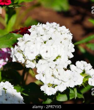 Türkische Nelkenblüte (Lateinisch. Dianthus barbatus) Stockfoto