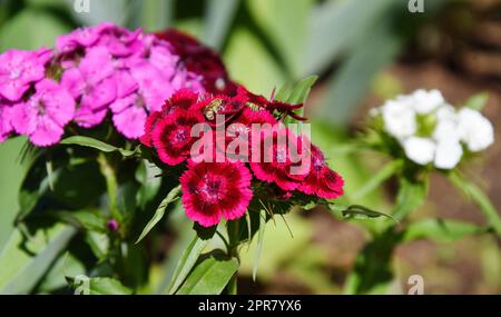 Türkische Nelkenblüte (Lateinisch. Dianthus barbatus) Stockfoto