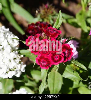 Türkische Nelkenblume (Latein. Dianthus barbatus) im Sommergarten Stockfoto