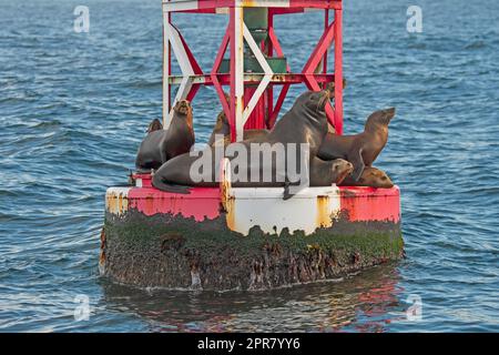 Kalifornische Seelöwen, die auf einer Boje hängen Stockfoto