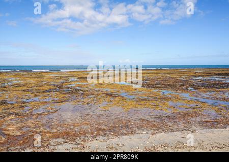 Ebbe am Dodds Creek Beach - Flinders, Victoria, Australien Stockfoto