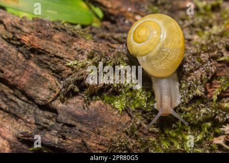 Gelbe Schnecke krabbelt auf einem alten Baumstamm mit Moos rechts Stockfoto