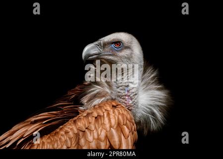 Himalaya-Geier Stockfoto