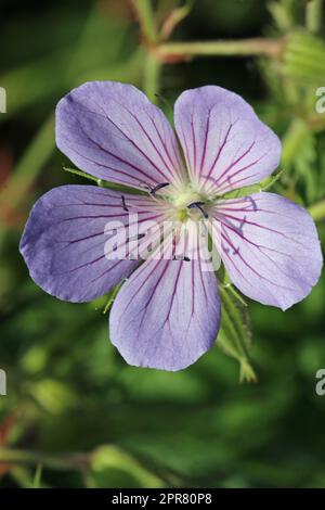 Lila Cranesbill-Blume in Nahaufnahme Stockfoto