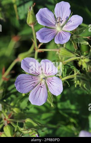 Lila Cranesbill-Blumen in Nahaufnahme Stockfoto
