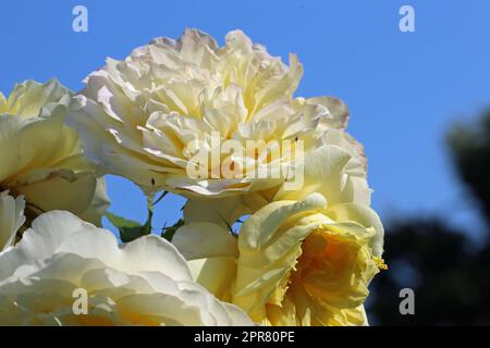 Weiße Rosenblumen in Nahaufnahme Stockfoto