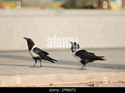 Zwei Rattenkrähen Corvus Albus in Dakar. Stockfoto