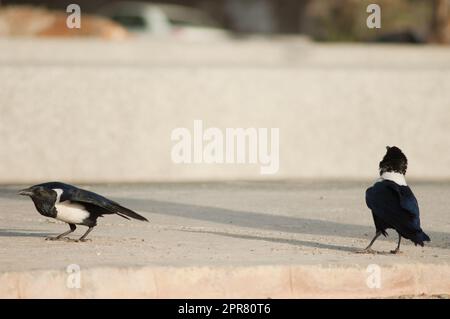 Zwei Rattenkrähen Corvus Albus in Dakar. Stockfoto