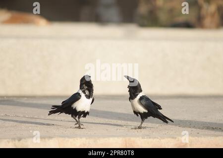 Paar der Krähen Corvus albus. Dakar. Senegal. Stockfoto