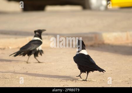 Paar der Krähen Corvus albus. Dakar. Senegal. Stockfoto