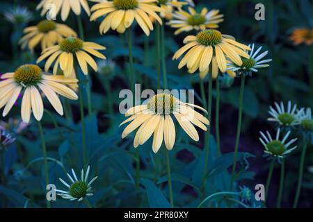 Blütenkehlchen in Blüte gelbe Blüten in einem Garten Stockfoto