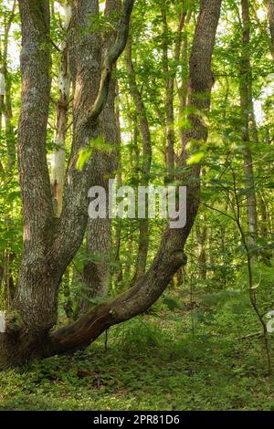 Große Bäume in einem grünen Wald im Frühling. Alte strukturierte Baumstämme in einem abgeschiedenen Dschungel, umgeben von üppigem Grün, Blättern und Pflanzen. Wunderschöne geheimnisvolle Wälder in der Natur Stockfoto