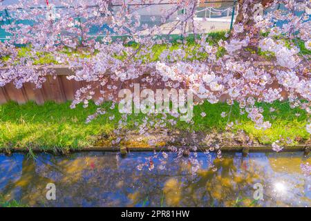 Sumiyoshi Sakura (Kirschblüten entlang Yoshi Shibukawa) Stockfoto