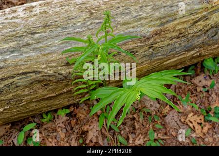 Ein Paar neu entstandene robbenpflanzen von salomon mit kleinen weißen Blumen, die neben einem gefallenen verrotteten Baum wachsen, und eine Nahaufnahme mit Farn in SVR Stockfoto