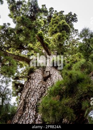 Einzigartige Perspektive auf den außergewöhnlichen Pino Gordo (Pinus canariensis) mit einem Porträt von unten, das seine gigantische Größe und seinen dicken Stamm zeigt. Stockfoto