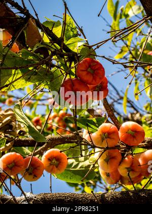 Genießen Sie den süßen und erfrischenden Geschmack von saftigen Wasseräpfeln, auch bekannt als Glockenobst, die auf einem Kirschbaum (Syzygium Aqueum) angebaut werden. Stockfoto