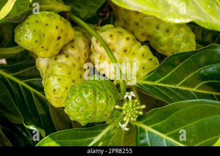 Große Morinda, auch bekannt als indische Mulberry oder Noni Fruit, bereit für Ernährung und Erfrischung, perfekt für alle, die eine gesunde, tropische Pflanze suchen Stockfoto