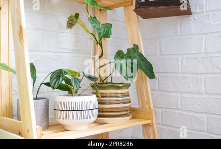 Regale mit einer Gruppe von Zimmerpflanzen im Innenraum. Zimmerpflanzen wachsen und pflegen für Zimmerpflanzen, grünes Zuhause Stockfoto