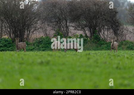 Ein Haufen Europäischer Rothirsche - Capreolus capreolus. Stockfoto
