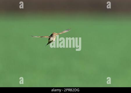 Skylark-Alauda arvensis im Flug. Stockfoto