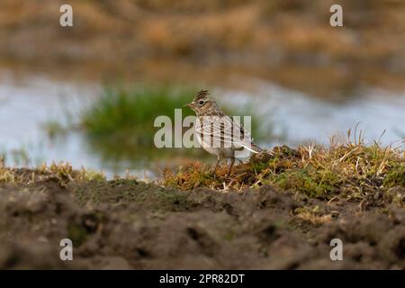 Skylark-Alauda arvensis. Stockfoto