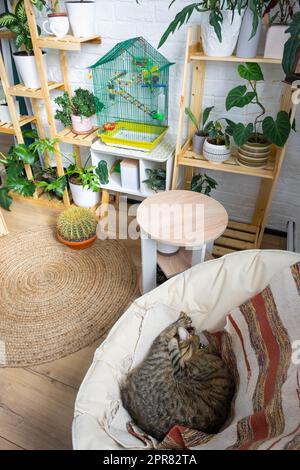 Die Katze schläft in einem Stuhl und Käfig mit Wellensittichen in einer Wohnecke des Hauses, inmitten von Regalen mit einer Gruppe von Zimmerpflanzen im Inneren. Hauspflanzen Wachsen Stockfoto