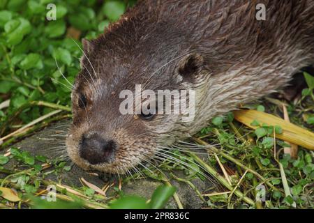 Fischotter Otter (Lutra lutra) Stockfoto