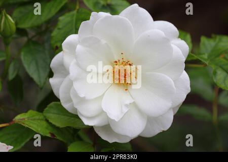 Weiße Heckenrose-Rosa (Rosa canina) Stockfoto