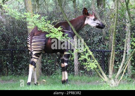 Okapi (Okapia johnstoni) Stockfoto