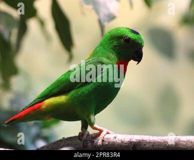 Der Blaukronen-Hängepapagei (Loriculus galgulus) ist ein kleiner, hauptsächlich grüner Papagei, der in bewaldeten Tiefländern in Südbirma und Thailand, Malaya, Stockfoto