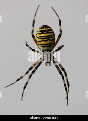 Wespenspinne-Wespenspinne-Spinne (Argiope bruennichi) Stockfoto