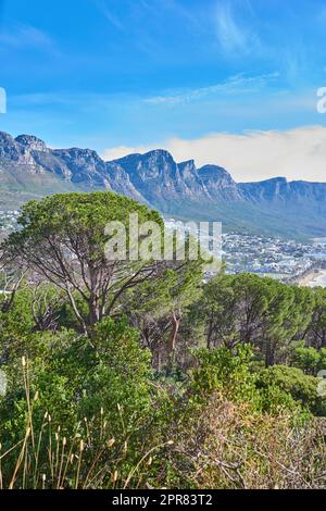 Kopieren Sie Platz mit den zwölf Aposteln am Tafelberg in Kapstadt vor einem blauen Hintergrund. Atemberaubender Blick auf Pflanzen und Bäume, die um ein majestätisches felsiges Tal und eine malerische Stadt in der Natur wachsen Stockfoto