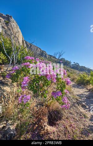 Panoramafenster mit malerischer Landschaft im Table Mountain National Park in Kapstadt, Südafrika. Rosafarbene Wildblumen, die an einem Berghang vor einem blauen Himmel gedeihen. Die Natur hat viele Arten von Flora und Fauna Stockfoto