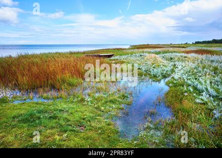 Ein wunderschönes Grünfeld. Ein Blick auf Wildgänse, die über ein Moor an einem wolkigen Horizont fliegen. Eine traumhafte Naturszene im Frühling von Sumpfland, Schilf und Wildblumen. Gras bewegt sich von leichtem Wind Stockfoto