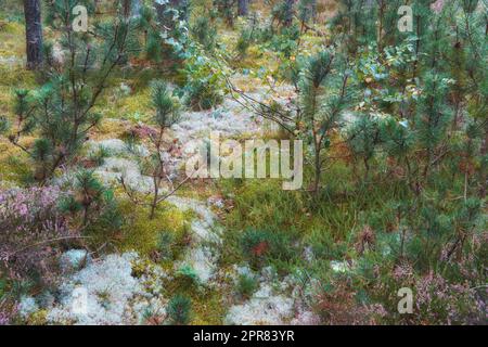 Wunderschöne Natur und Wald mit weißen Blumen oder Pflanzen, die auf dem Boden wachsen. Grüne Sträucher an einem Sommertag in der Landschaft Europas. Im Frühling bietet sich ein malerischer Blick auf die Natur mit üppigem Gras Stockfoto