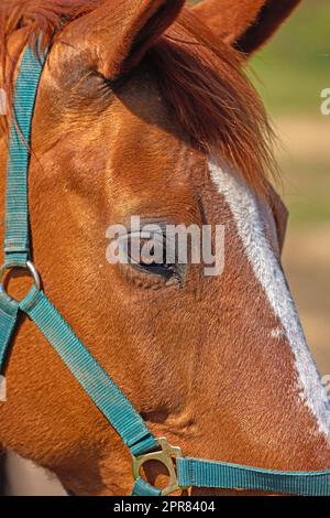 Nahaufnahme eines braunen Pferdes mit einem Gurtzeug. Gesichts- und Augendetails eines Rennpferdes. Ein Kastanienpferd oder ein domestiziertes Tier mit weicher, glänzender Mähne und Mantel. Ein Pony draußen auf einer Farm oder einer Ranch Stockfoto