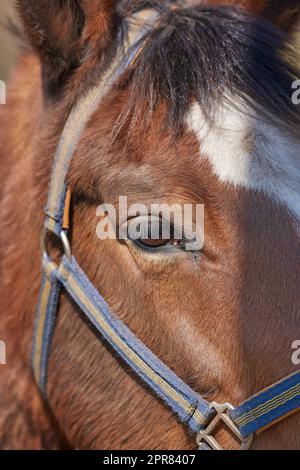 Nahaufnahme eines braunen Pferdes mit Gurtzeug. Gesicht eines Rennpferdes mit weißer Stirnmarkierung und blauem Maulkorb. Zeigen Sie ein Pony oder ein Haustier mit einer weichen, sauberen Mähne und einem Mantel. Auge eines jungen Fohlen in einer Show Stockfoto