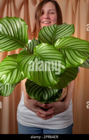 Eine Frau blickt durch die Blätter der tropischen Pflanze Calathea orbifolia auf einem Stoffvorhang. Stockfoto