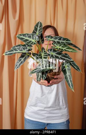 Eine Floristin, die einen Topf mit Alocasia Bambinoarrow Pflanze hält. Stockfoto