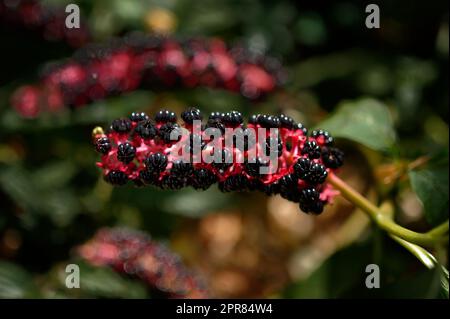 Phytolacca acinosa-Nahaufnahme von Früchten aus indischem Pkeweed Stockfoto