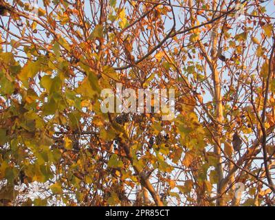 Reben mit Blättern und Beeren winden sich um die Äste des Baumes Stockfoto