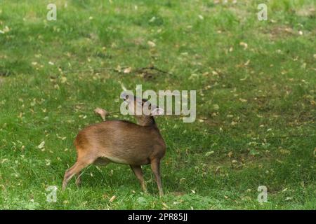 die patagonische Höhle auf einer grünen Wiese im Zoo blickt zurück Stockfoto