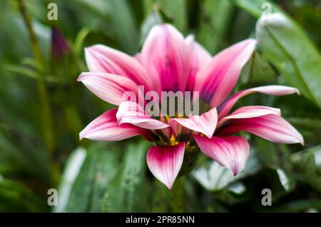 African daisy flower Stockfoto