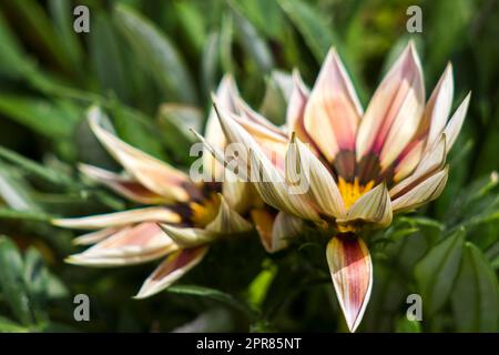 African daisy flower Stockfoto